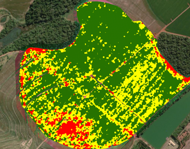 Uniformidade de Maturação
