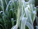 Frost Damage